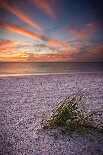 Grass on Bonita Beach at Sunset (2)