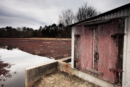 Shack at the Cranberry Factory Pond