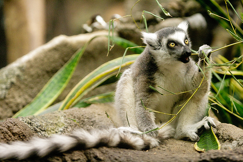 Lemur