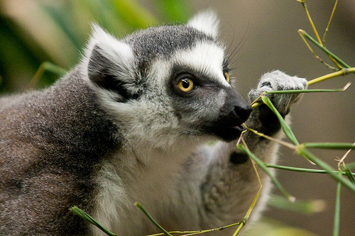 Lemur